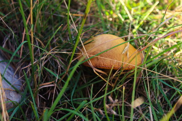 Brown mushroom growing in the grass in the yard.