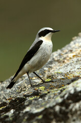 Northern wheatear male with the first light of dawn