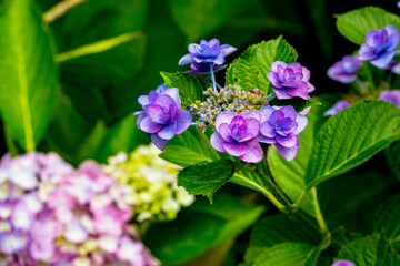 朝地のアジサイ