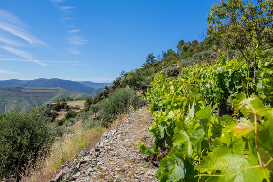 Douro Valley landscape