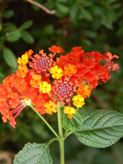 Fiori arancioni e gialli