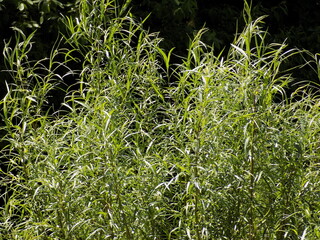 Sunny. Summer plants bloomed. Lots of beautiful juicy greens.