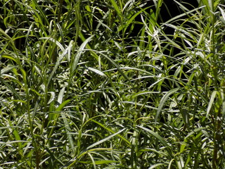 Sunny. Summer plants bloomed. Lots of beautiful juicy greens.