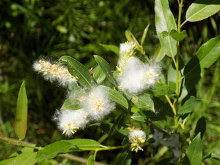 Sunny. The thin branches of the willow were covered with fluffy flowers.