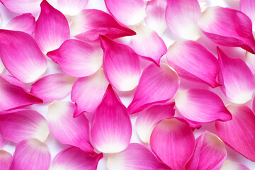 Pink lotus petals background.