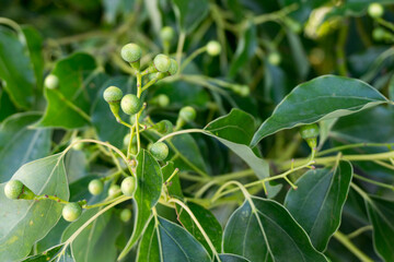 A close up shot of camphor laurel seeds and leaves. Cinnamomum camphora is a species of evergreen...