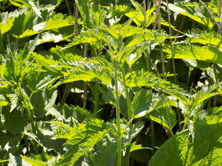 green leaves of a tree