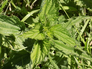 cucumber in the garden