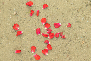 Red rose petals falling on the ground