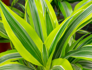 Close-up of the beautiful striped leaves of the drazen. Plants in the interior, house-breeding concept. Horizontal orientation, selective focus.