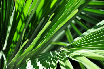 Close up of Green Grass