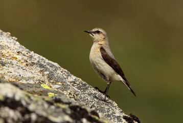Northern wheatear adult female with the first lights of the morning