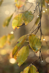 Wet leaves in the morning light