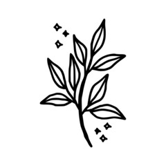 Hand drawn leaf branch for feminine beauty logo elements and nature icon