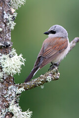 Red-backed shrike male with the first light of dawn