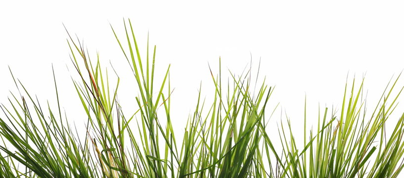 Green Grass Blades Row Isolated On White Background With Clipping Path