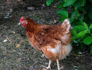 A motley brown hen walks in a fence on a farm in the countryside.