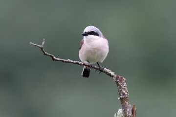 Red-backed shrike adult male in their breeding territory at first light of day