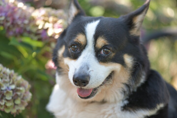 Beautiful Japanese flowers such as bridal bouquets and flower arrangements, hydrangea and Black corgi in a cart with turf background