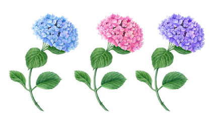 Set of blue, pink and violet Hydrangea flowers watercolor botanical illustration isolated on a white background suitable for floral or wedding invitation cards design