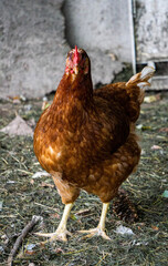 A motley brown hen walks in a fence on a farm in the countryside.