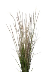 Fototapeta premium Dry grass with seeds isolated on white background, clipping path