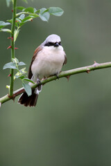 Red-backed shrike male with the first light of dawn
