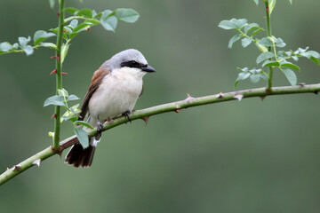 Red-backed shrike adult male