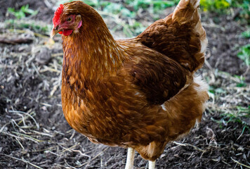 A motley brown hen walks in a fence on a farm in the countryside.