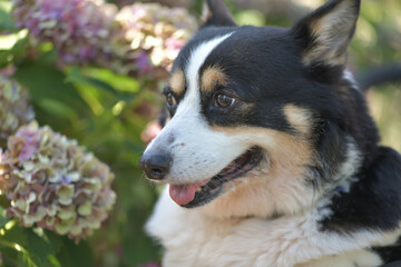 Beautiful Japanese flowers such as bridal bouquets and flower arrangements, hydrangea and Black corgi in a cart with turf background
