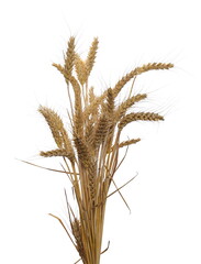 Ripe wheat ears isolated on white background with clipping path