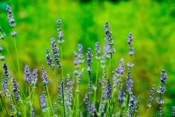 大神のラベンダー