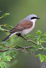 Red-backed shrike male with the first light of dawn
