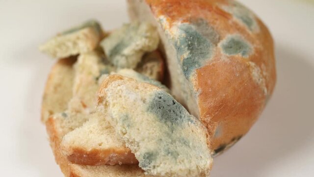 Closeup view video footage of old spoiled bread with growth of mold on its surface