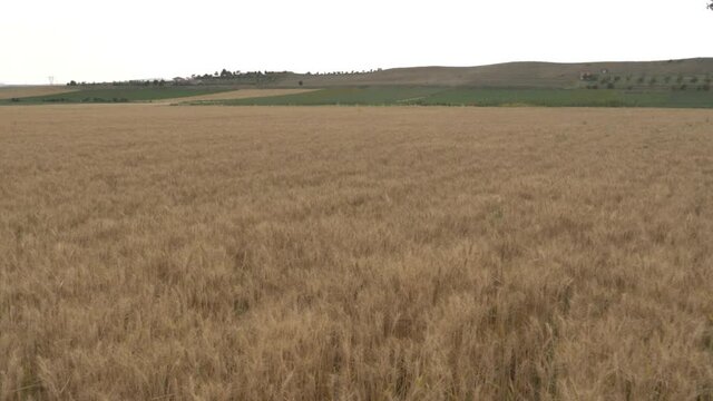 golden wheat field_shoting 180p slow motion