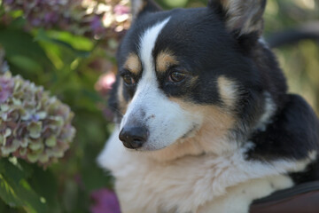 Beautiful Japanese flowers such as bridal bouquets and flower arrangements, hydrangea and Black corgi in a cart with turf background