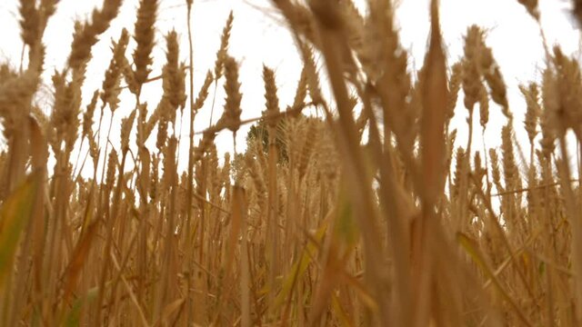 golden wheat field_shoting 180p slow motion
