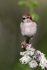 Red-backed shrike adult female