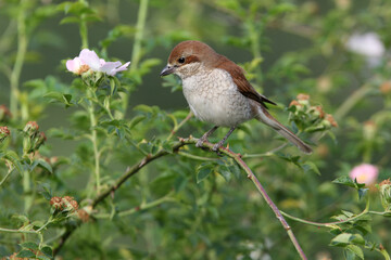 Red-backed shrike adult female in their breeding territory at first light of day