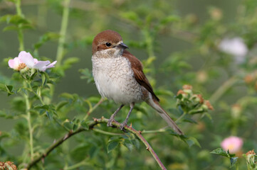 Red-backed shrike adult female