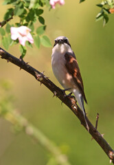 Red-backed shrike male with the first light of dawn