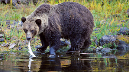 Big Grizzly fishing at rivers edge, holding salmon fish in mouth.