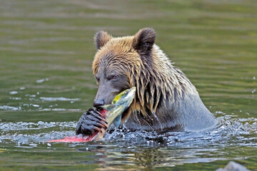 brown bear in water, eating salmon fish.