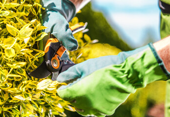 Gardener Trimming Garden Decorative Tree Branches