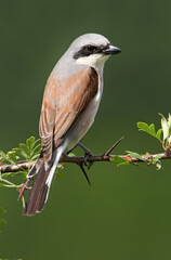 Red-backed shrike male with the first light of dawn