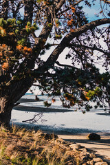 beautiful Tasmanian beach and seaside landscape in Kingston Beach framed by a big tree in the foreground