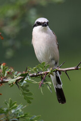 Red-backed shrike male with the first light of dawn