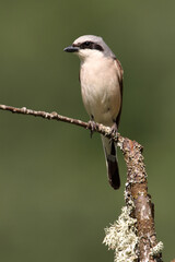 Red-backed shrike adult male in their breeding territory at first light of day