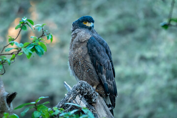 Crested Serpent Eagle or Spilornis cheela perched on branch in natural green background during winter migration in jungle safari at central india forest