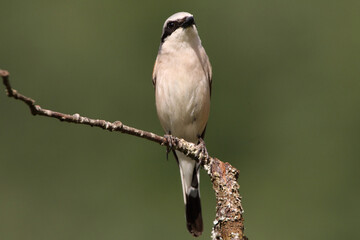 Red-backed shrike male with the first light of dawn